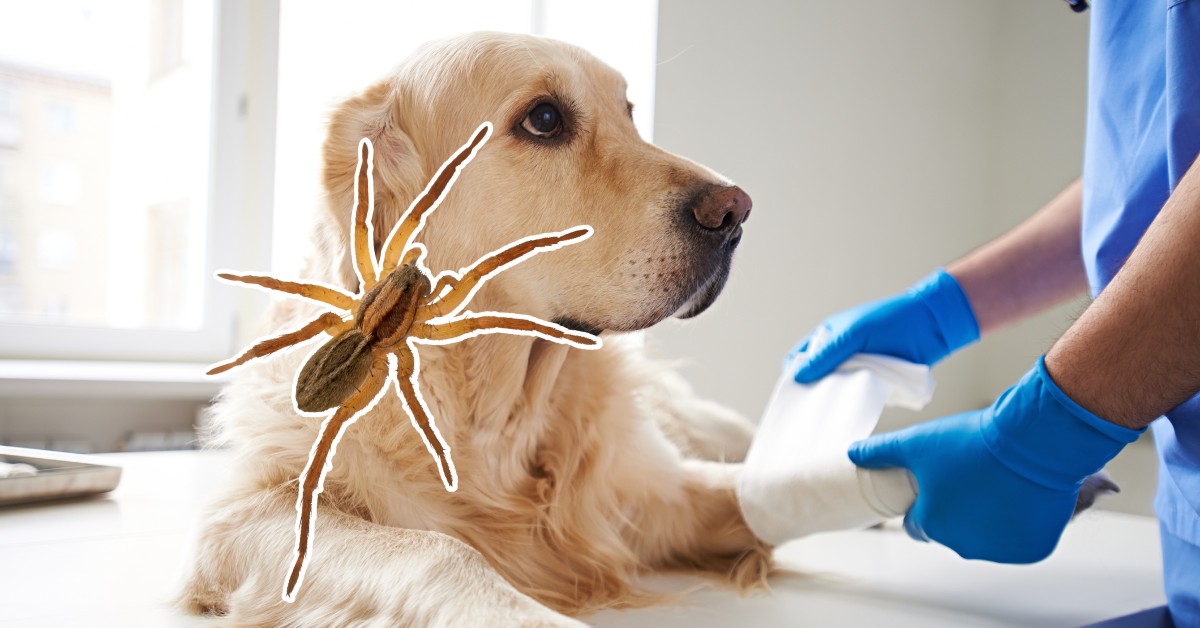 Are Spider Bites Poisonous to Dogs 