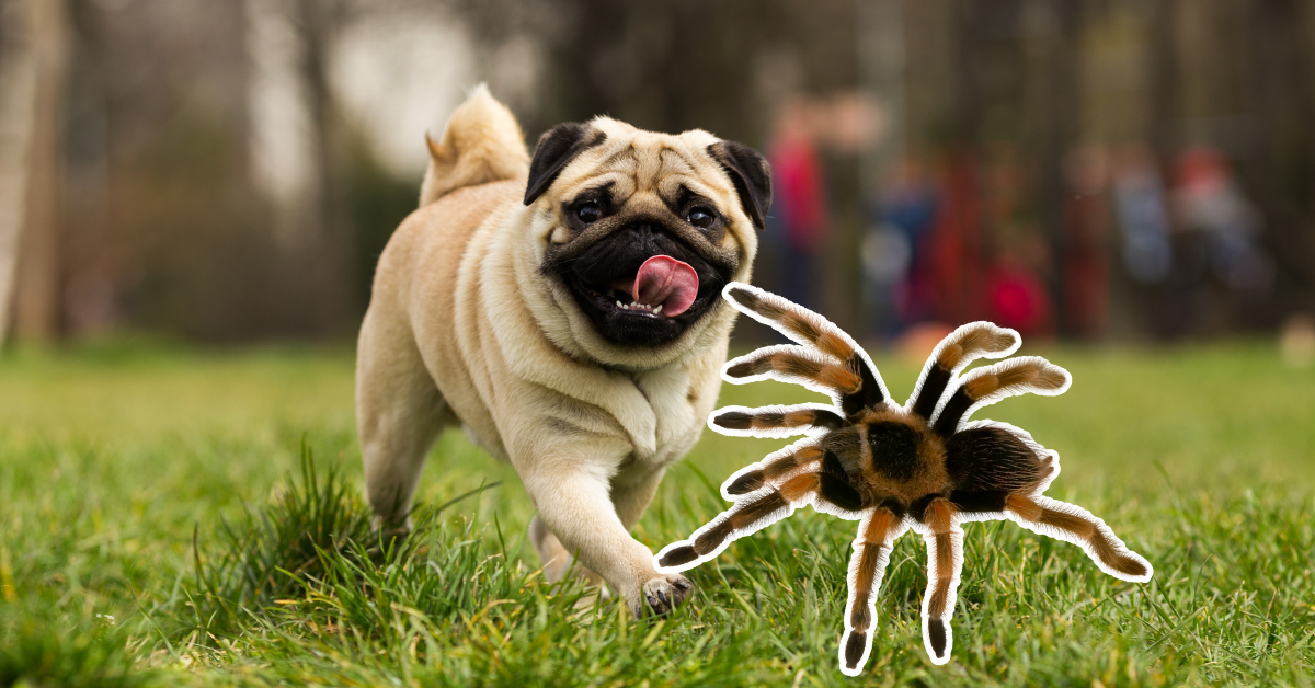 can dogs get bit by spiders