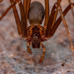 Brown Recluse