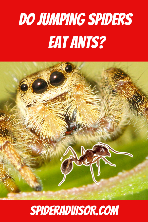 Do jumping spiders eat ants
