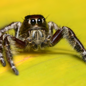 Fencepost Jumping Spider