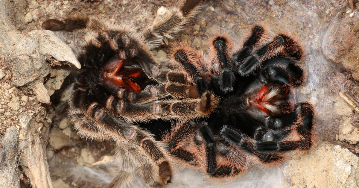 How Often Do Tarantulas Molt