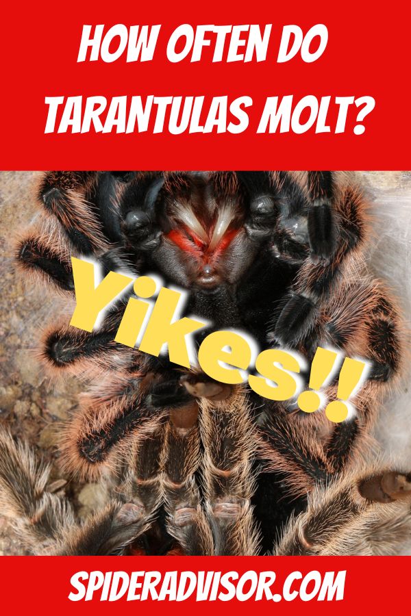 How often do tarantulas molt