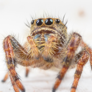 _Jumping Spider