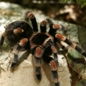 Mexican Red Knee