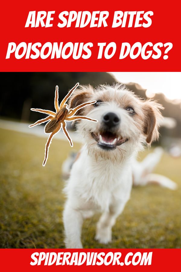 are spider bites poisonous to dogs