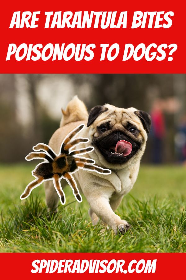 are tarantula bites poisonous to dogs