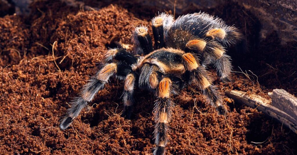 15 tarantulas for beginners