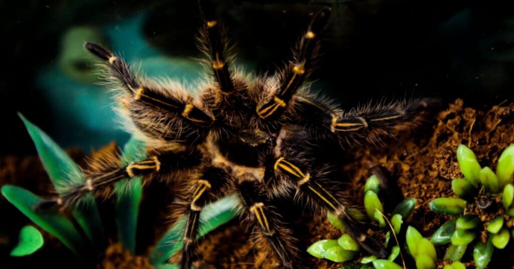 15 top tarantulas for beginners 