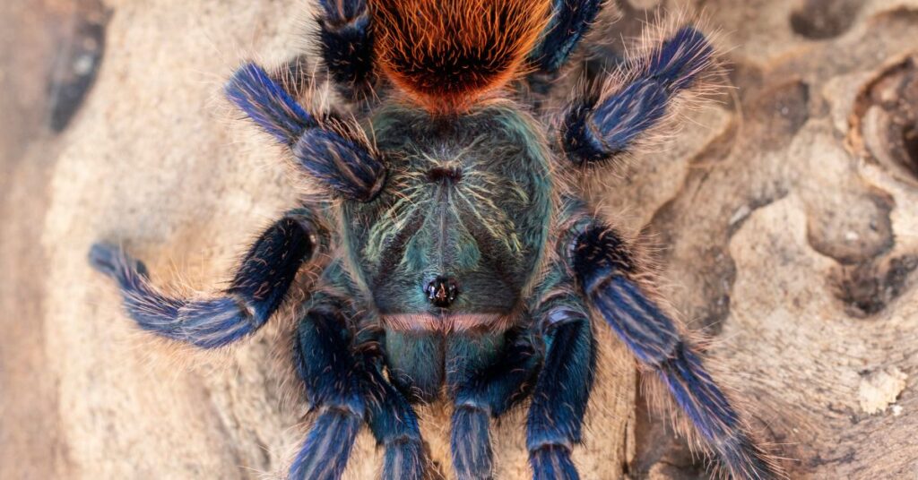 15 top tarantulas for beginners