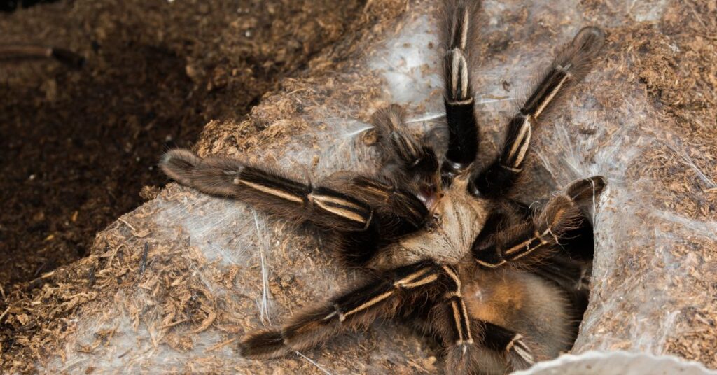 15 top tarantulas for beginners