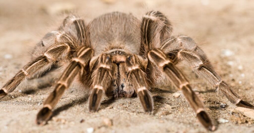 15 top tarantulas for beginners 