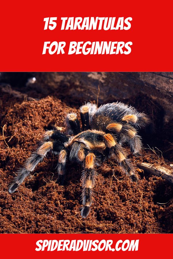 15 top tarantulas for beginners