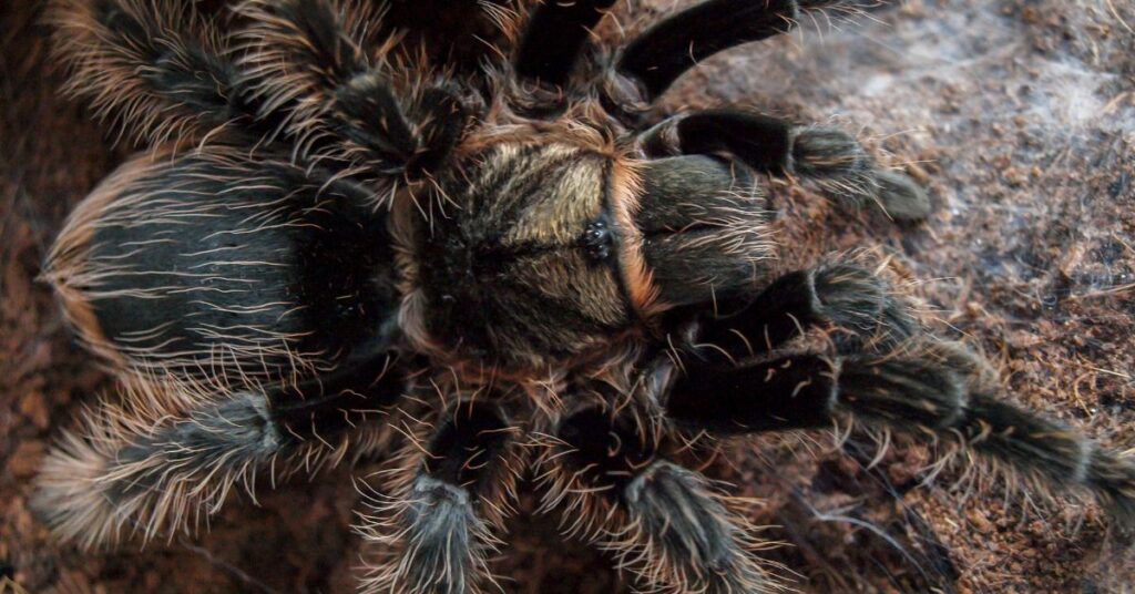 15 top tarantulas for beginners