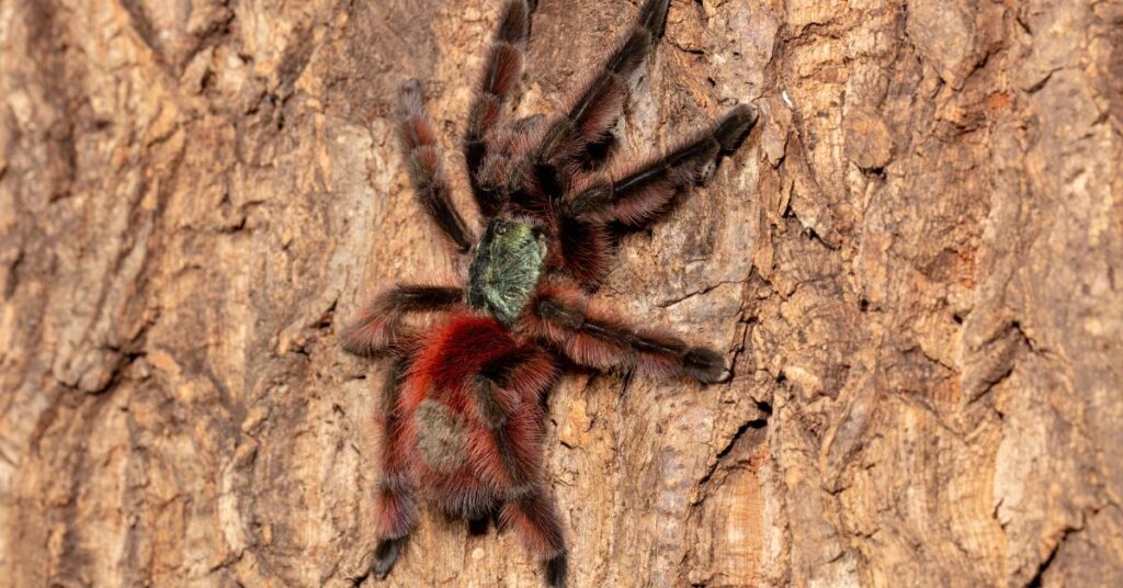 15 top tarantulas for beginners