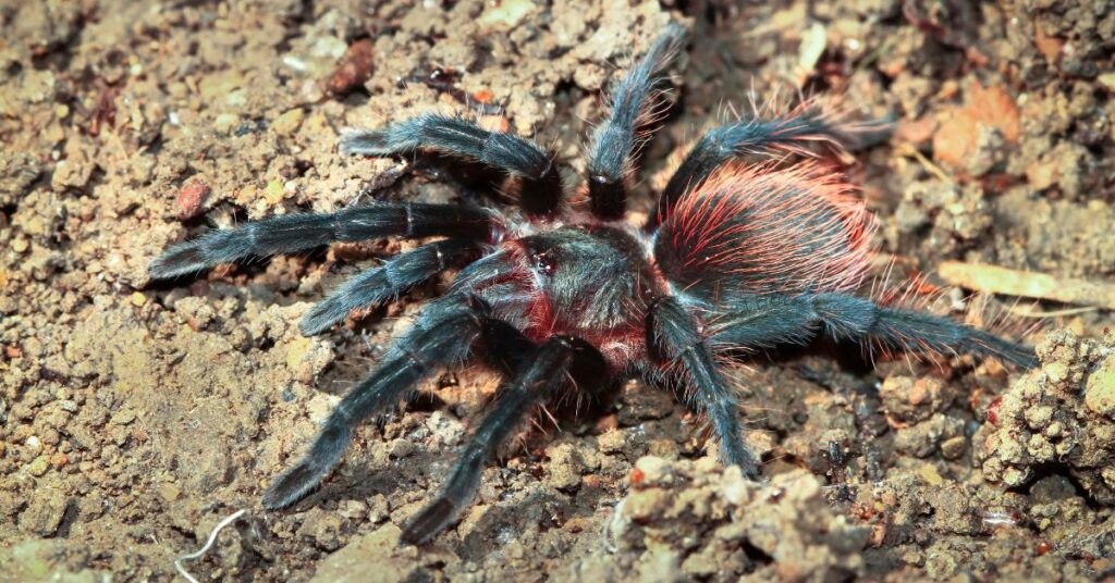 15 top tarantulas for beginners
