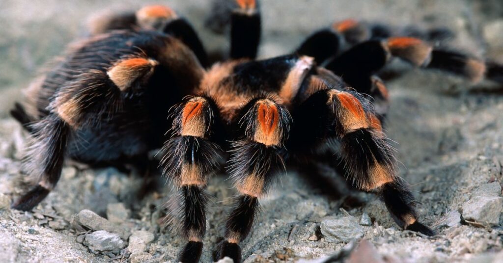 15 top tarantulas for beginners 