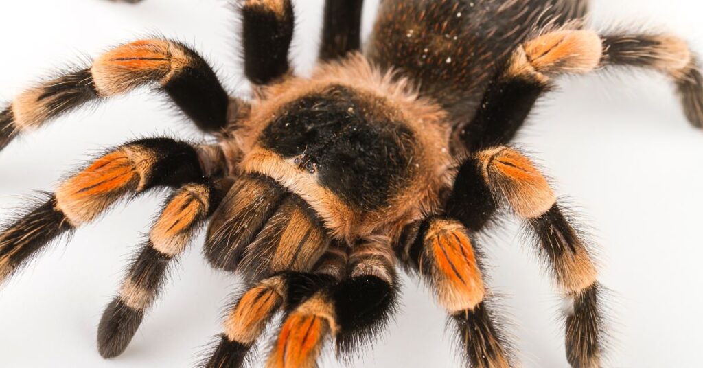 15 top tarantulas for beginners