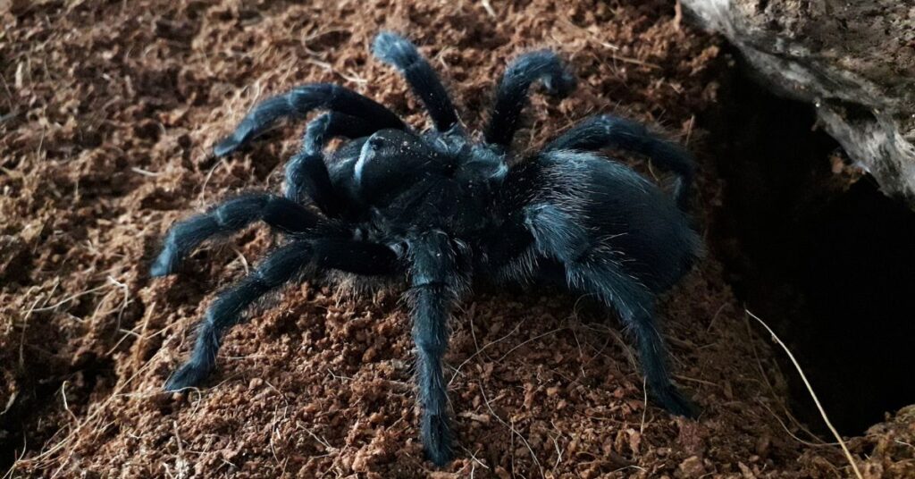 15 top tarantulas for beginners