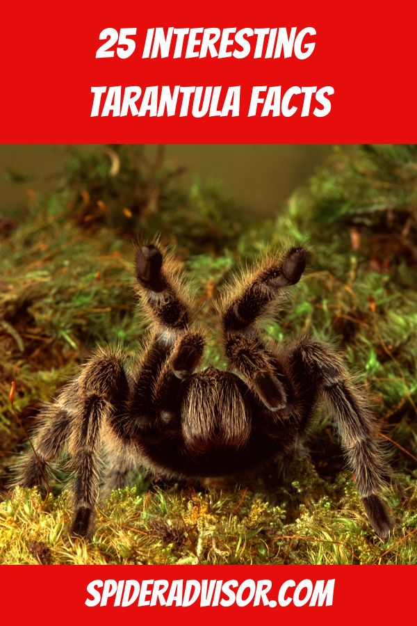 25 interesting tarantula facts