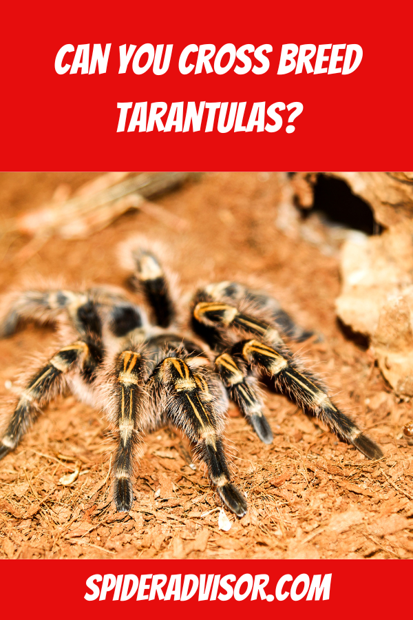 Can you cross breed tarantulas