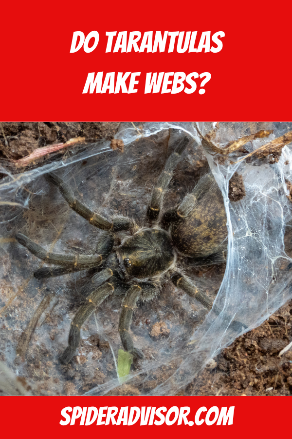 Do Tarantulas Make Webs? Spider Advisor