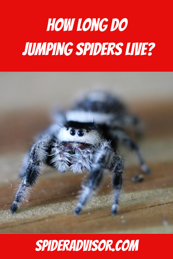 How long do jumping spiders live