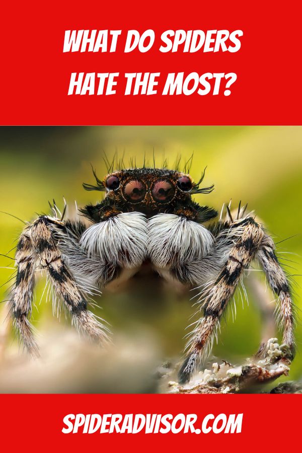 WHAT DO SPIDERS HATE THE MOST