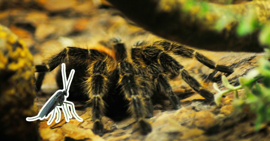 are fungal gnats harmful to tarantulas 