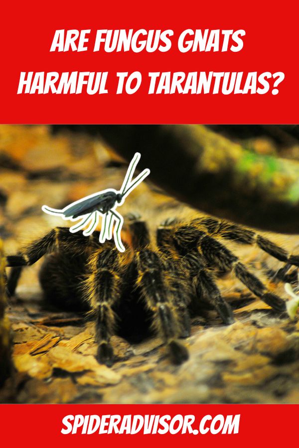 are fungus gnats harmful to tarantulas
