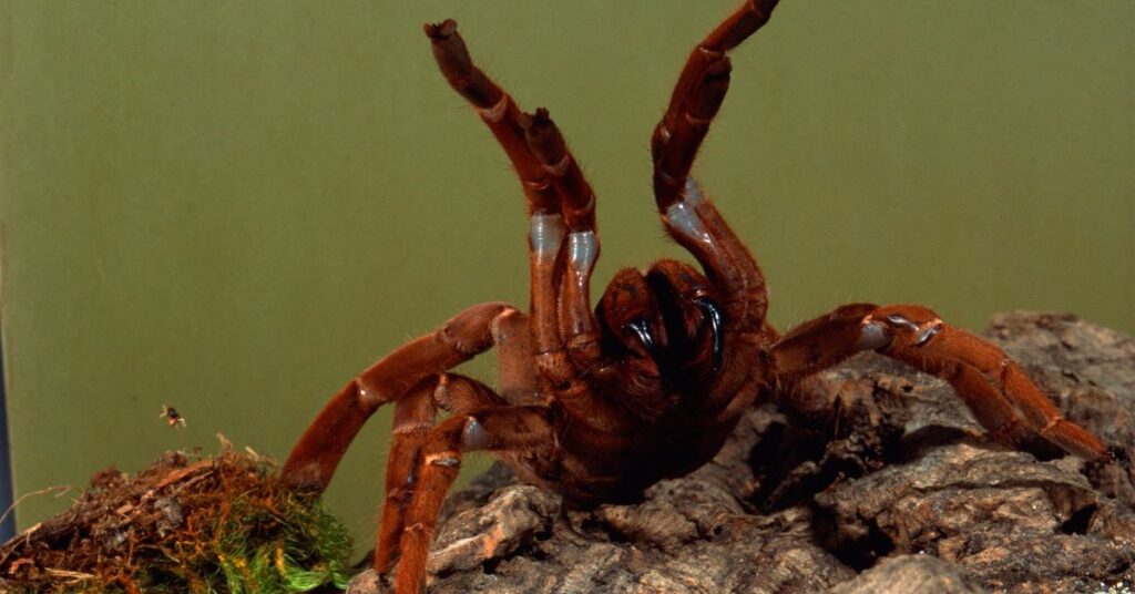 are tarantulas dangerous