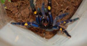 are tarantulas dangerous