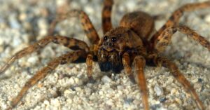 are wolf spiders poisonous 