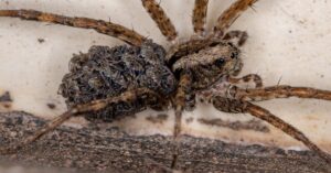 are wolf spiders poisonous