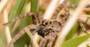 are wolf spiders poisonous