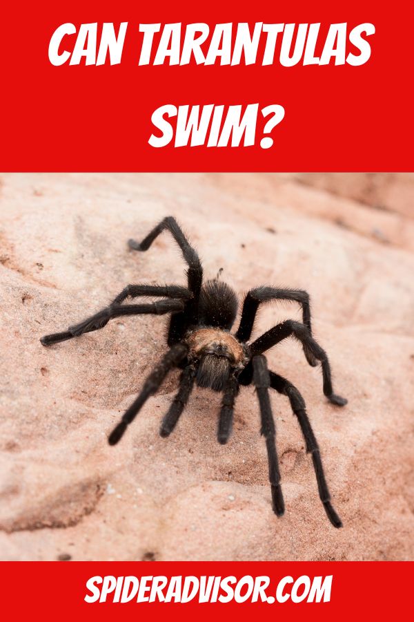 can tarantulas swim
