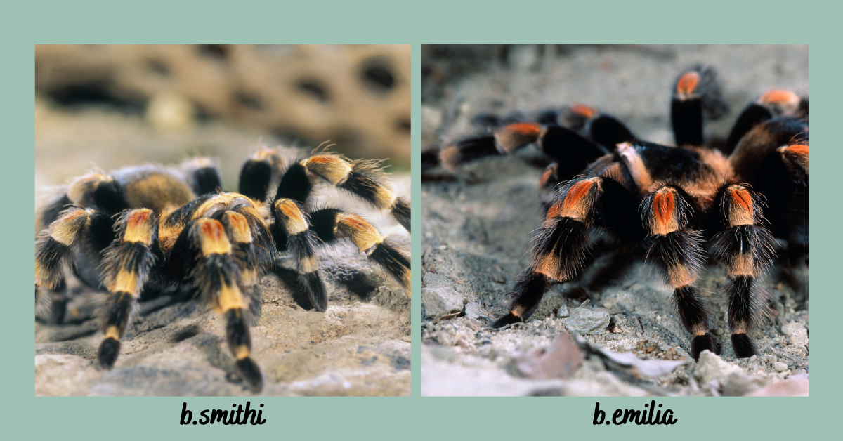 can you cross breed tarantulas