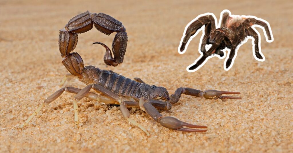 do scorpions eat tarantulas