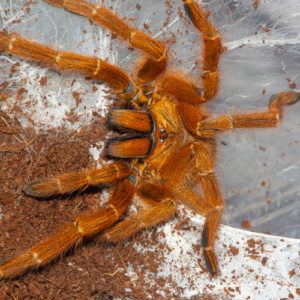 do tarantulas make webs