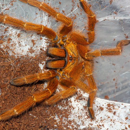 Do Tarantulas Make Webs? Spider Advisor