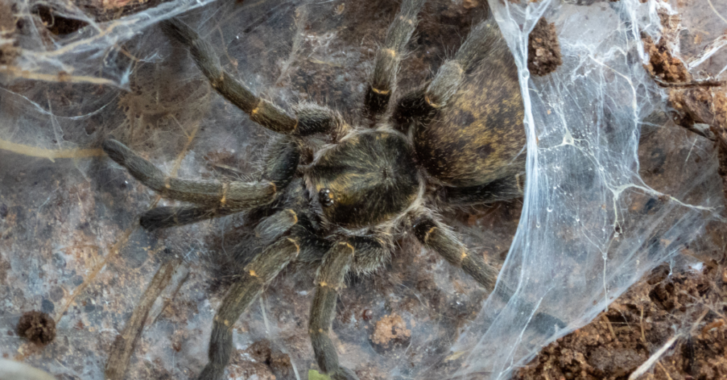 do tarantulas make webs