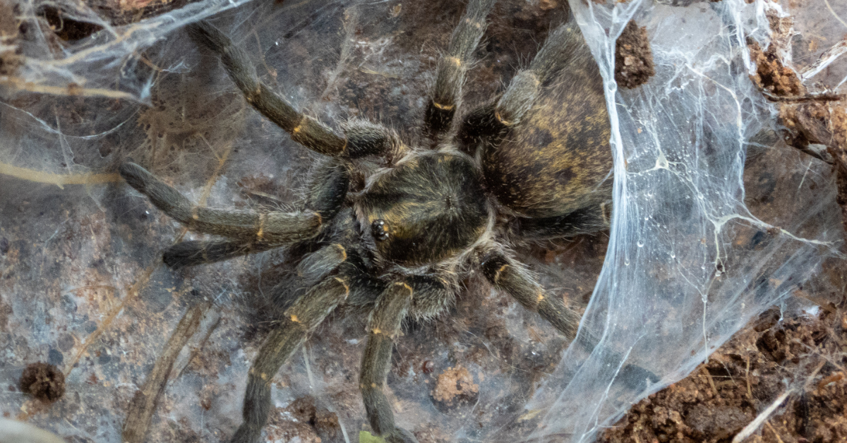 Do Tarantulas Make Webs? Spider Advisor