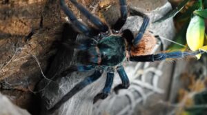 do tarantulas make webs