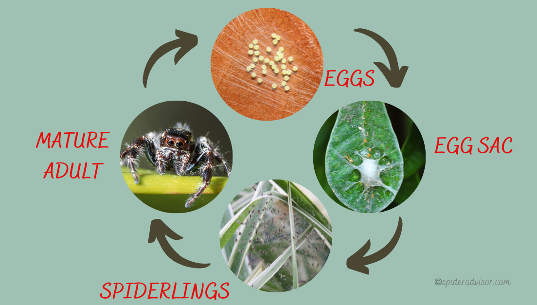 How Long Do Jumping Spiders Live? Spider Advisor