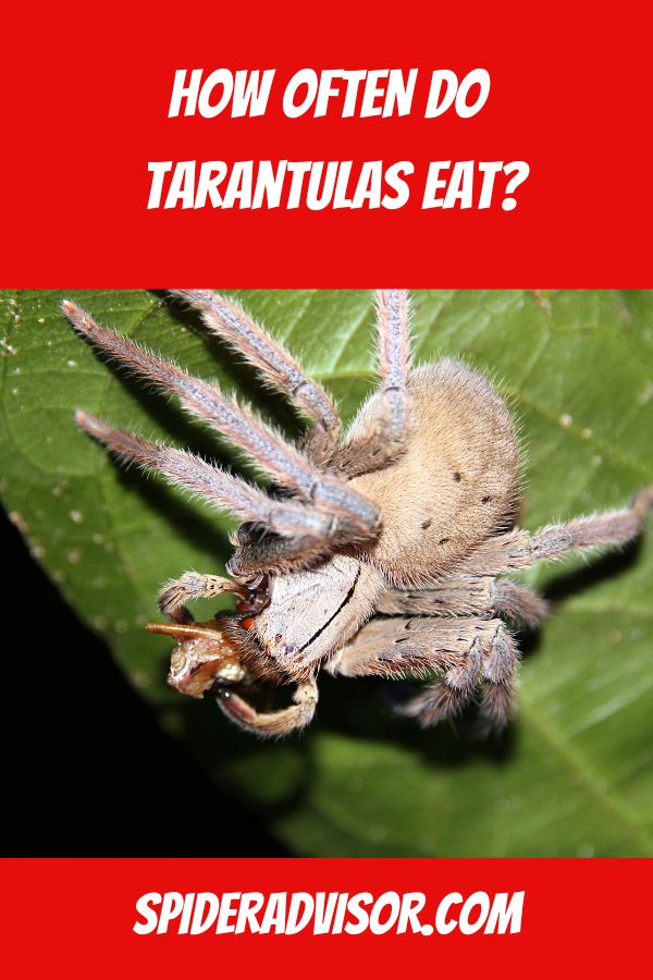 how often do tarantulas eat