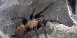 do tarantulas make webs