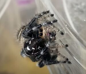 how long do jumping spiders live