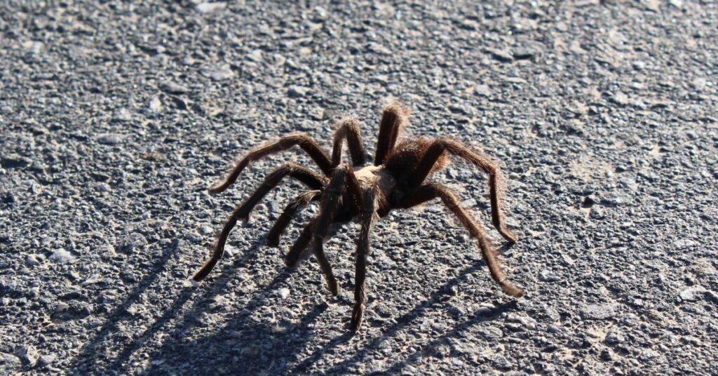 What Is The Colorado Tarantula Migration Spider Advisor   What Is The Colorado Tarantula Migration 1 1024x536 