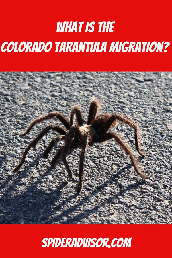 what is the colorado tarantula migration