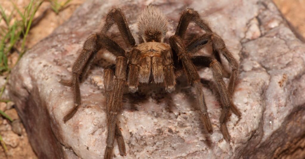 where do tarantulas live